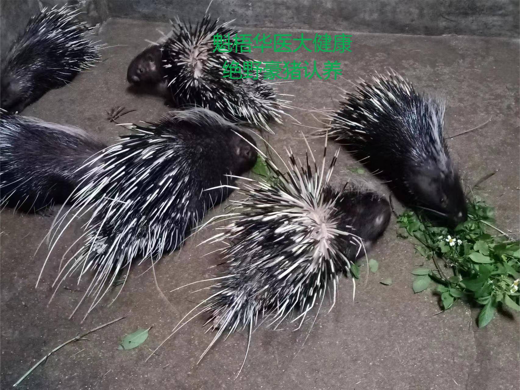 最新豪猪回收商家方法分析(最方便真实的阿里豪猪卖去什么地方方法)